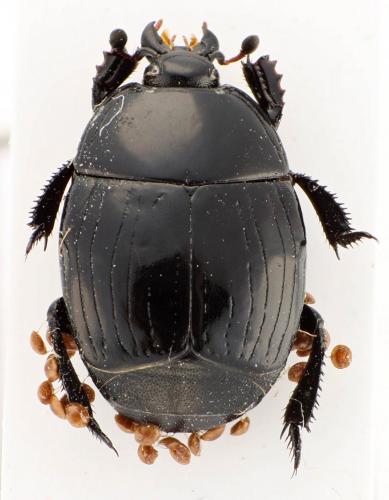 Margarinotus brunneus